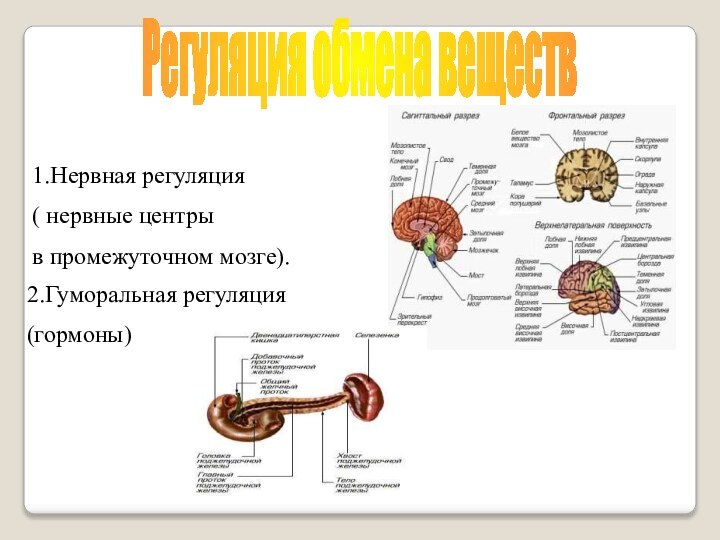 Регуляция обмена веществ1.Нервная регуляция( нервные центры в промежуточном мозге).2.Гуморальная регуляция (гормоны)