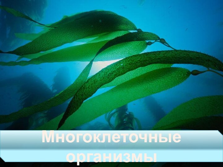 Многоклеточные организмы