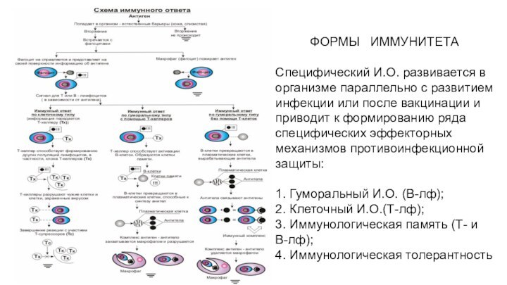 ФОРМЫ   ИММУНИТЕТА Специфический И.О. развивается в организме параллельно с развитием инфекции или