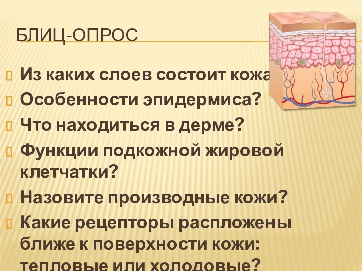 Блиц-опросИз каких слоев состоит кожа?Особенности эпидермиса?Что находиться в дерме?Функции подкожной жировой клетчатки?Назовите