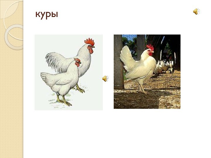 куры