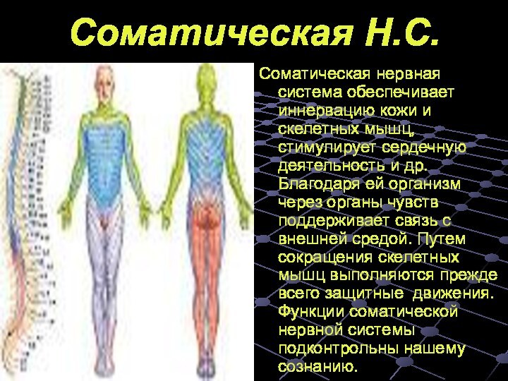 Органы иннервируемые соматическим отделом. Соматическая нервная система. Соматический отдел нервной системы. Иннервация соматической нервной системы. Соматическая нервная система обеспечивает иннервацию.