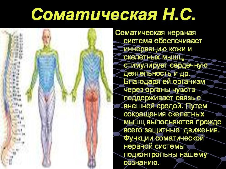 Соматическая нервная система функции. Соматическая нервная система отвечает за иннервацию. Функции соматической нервной системы. Иннервация соматической нервной системы. Соматическая нервная система обеспечивает иннервацию.