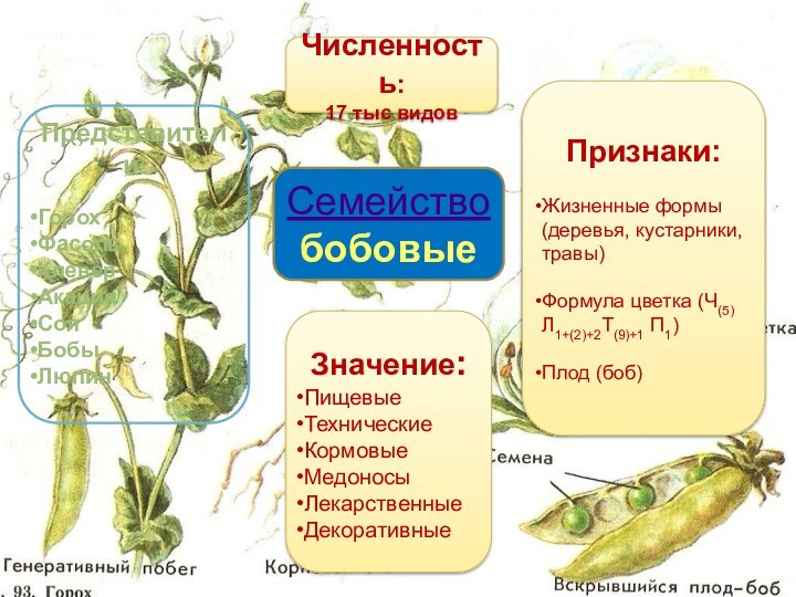 Семейство бобовыеЧисленность: 17 тыс видовПризнаки:Жизненные формы (деревья, кустарники, травы)Формула цветка (Ч(5) Л1+(2)+2Т(9)+1 П1)Плод (боб)Значение:ПищевыеТехническиеКормовыеМедоносыЛекарственныеДекоративные Представители:ГорохФасольКлеверАкацияСояБобыЛюпин