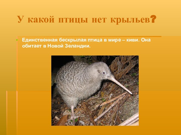 У какой птицы нет крыльев?Единственная бескрылая птица в мире – киви. Она обитает в Новой Зеландии.