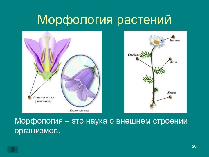 Наука о внешнем строении организмов называется