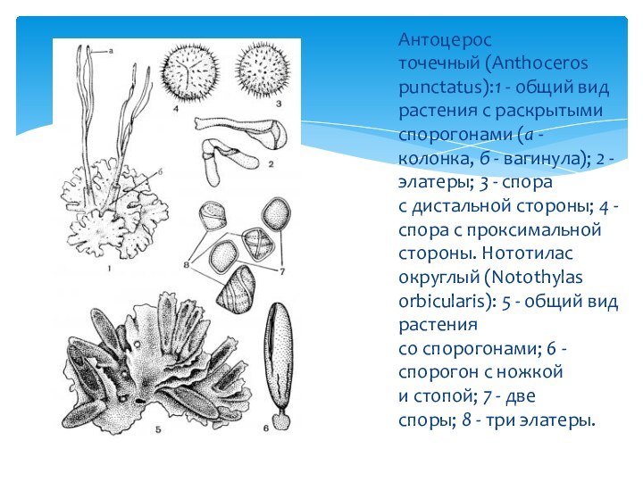 Антоцерос точечный (Anthoceros punctatus):1 - общий вид растения с раскрытыми спорогонами (а - колонка, б - вагинула); 2 - элатеры; 3 -