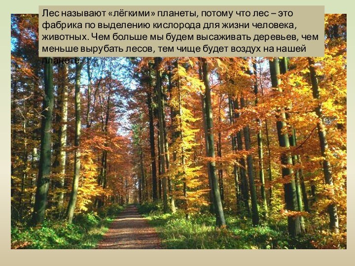 Лес называют «лёгкими» планеты, потому что лес – это фабрика по выделению