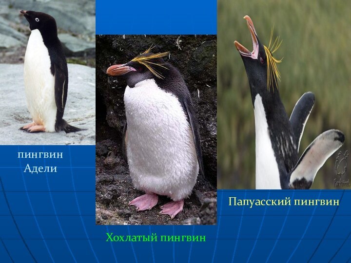 пингвин АделиХохлатый пингвинПапуасский пингвин