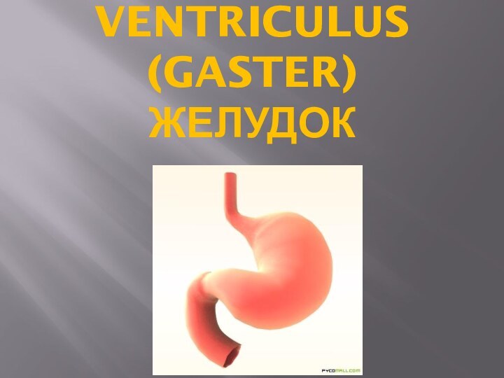 Ventriculus (gaster) Желудок