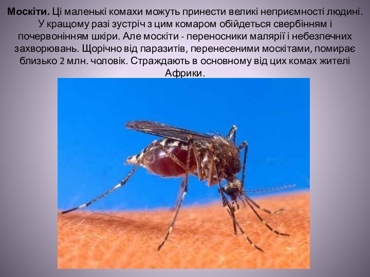 Москіти. Ці маленькі комахи можуть принести великі неприємності людині. У кращому разі