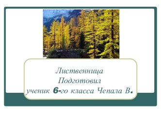 Лиственница