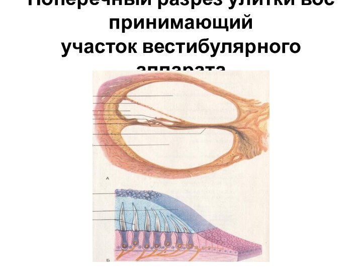 Поперечный разрез улитки воспринимающий участок вестибулярного аппарата
