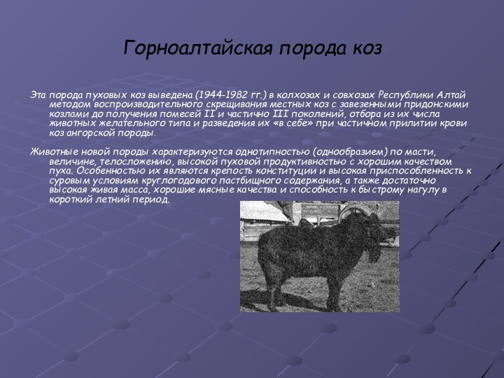 Горноалтайская порода козЭта порода пуховых коз выведена (1944-1982 гг.) в колхозах и