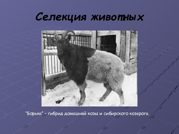 Селекция животных      “Борька” – гибрид домашней козы и сибирского козерога.