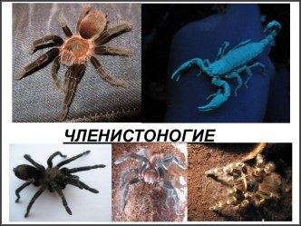 Членистоногие