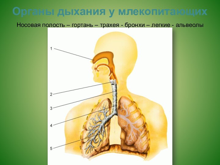 Органы дыхания у млекопитающих Носовая полость – гортань – трахея - бронхи – легкие - альвеолы