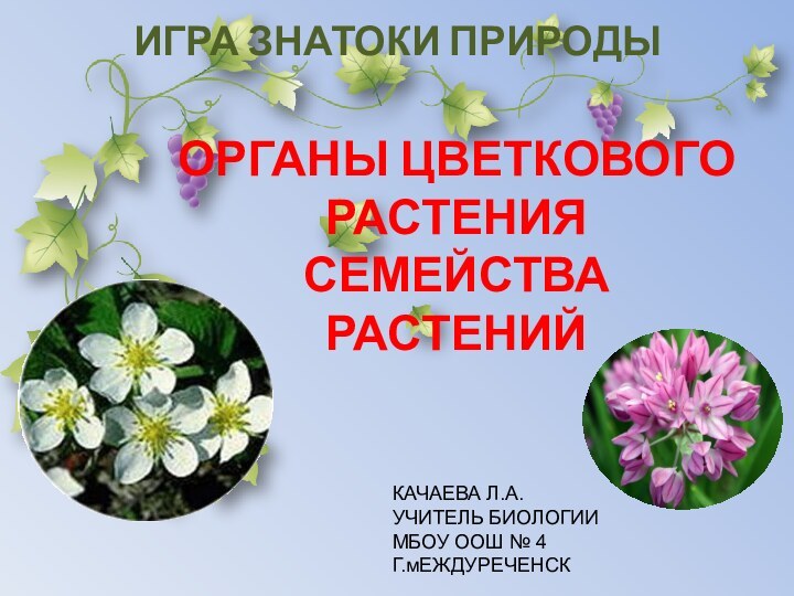 Органы цветкового растения СЕМЕЙСТВА  РАСТЕНИЙ ИГРА ЗНАТОКИ ПРИРОДЫКАЧАЕВА Л.А.УЧИТЕЛЬ БИОЛОГИИМБОУ ООШ № 4Г.мЕЖДУРЕЧЕНСК