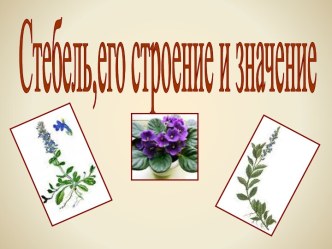 Стебель,его строение и значение