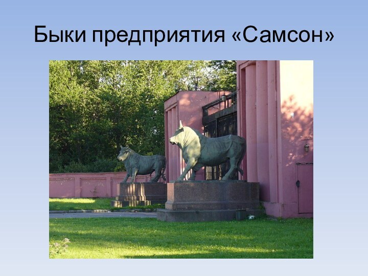 Быки предприятия «Самсон»