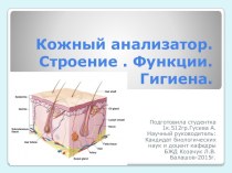 Кожный анализатор. Строение . Функции. Гигиена.