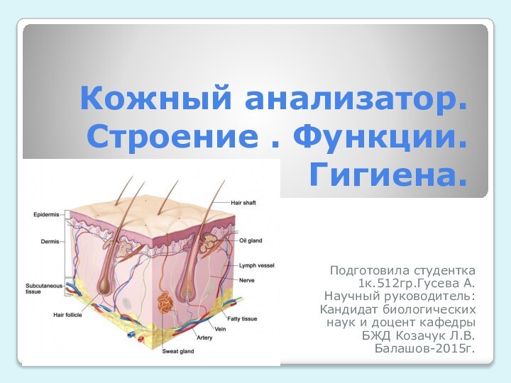 Кожный анализатор.  Строение . Функции. Гигиена.Подготовила студентка 1к.512гр.Гусева А.Научный руководитель:Кандидат биологических