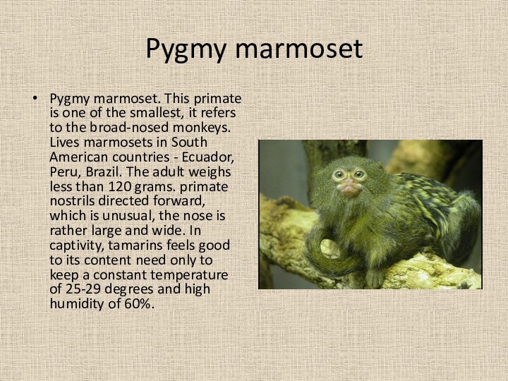 Pygmy marmosetPygmy marmoset. This primate is one of the smallest, it refers