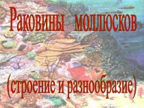 Раковины моллюсков (строение и разнообразие)