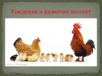 Рождение и развитие цыплят