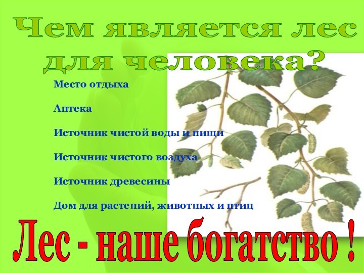 Место отдыхаАптекаИсточник чистой воды и пищиИсточник чистого воздухаИсточник древесиныДом для растений, животных