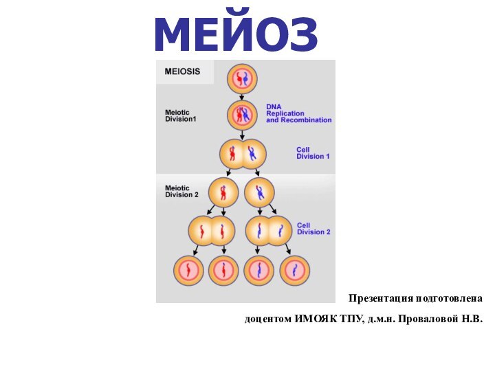 МЕЙОЗ Презентация подготовленадоцентом ИМОЯК ТПУ, д.м.н. Проваловой Н.В.