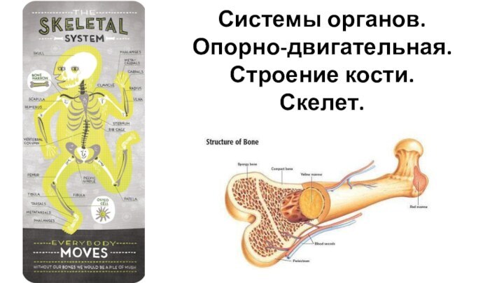 Системы органов.  Опорно-двигательная. Строение кости. Скелет.