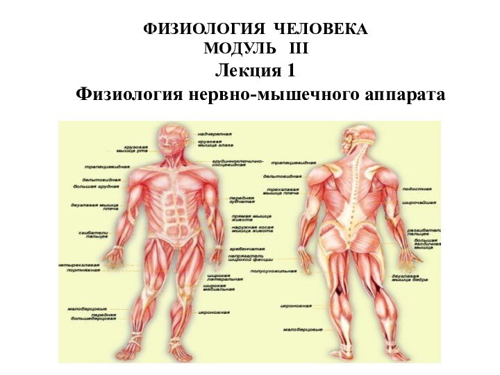 ФИЗИОЛОГИЯ ЧЕЛОВЕКА МОДУЛЬ  III  Лекция 1  Физиология нервно-мышечного аппарата