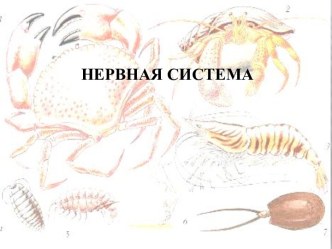 Нервная система животных