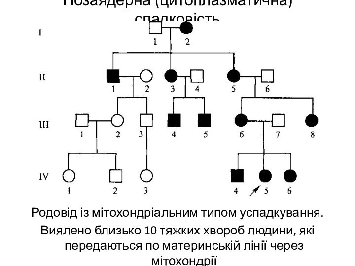 Позаядерна (цитоплазматична) спадковістьРодовід із мітохондріальним типом успадкування.Виялено близько 10 тяжких хвороб людини,