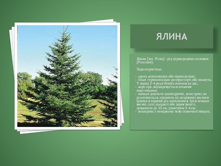 ЯлинаЯлина (лат. Pícea) - рід дерев родини соснових (Pinaceae).Характеристика: крона конусовидна або