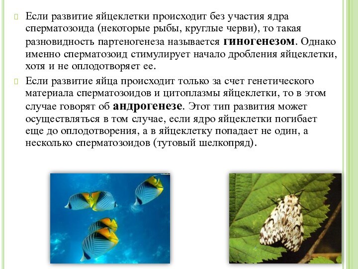 Если развитие яйцеклетки происходит без участия ядра сперматозоида (некоторые рыбы, круглые черви),