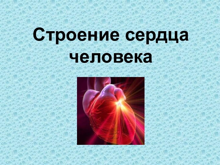 Строение сердца  человека