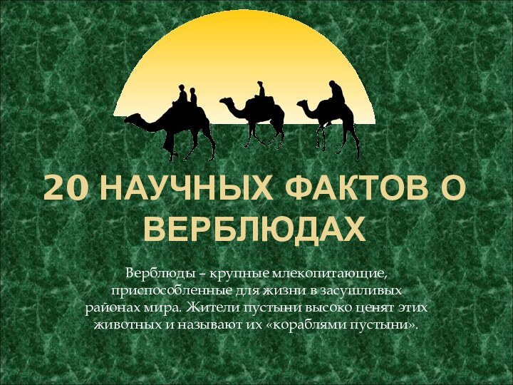 20 НАУЧНЫХ ФАКТОВ О ВЕРБЛЮДАХВерблюды – крупные млекопитающие, приспособленные для жизни в