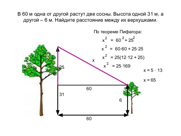 В 60 м одна от другой растут две сосны. Высота одной 31