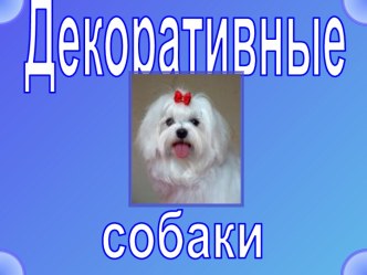 Декоративные собаки