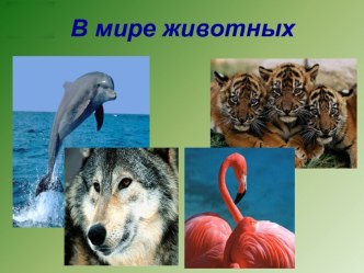 В мире животных