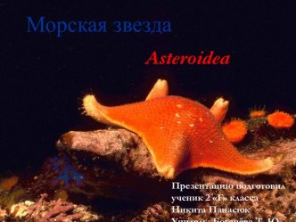 Морская звезда