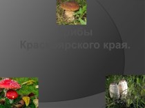 Грибы Красноярского края