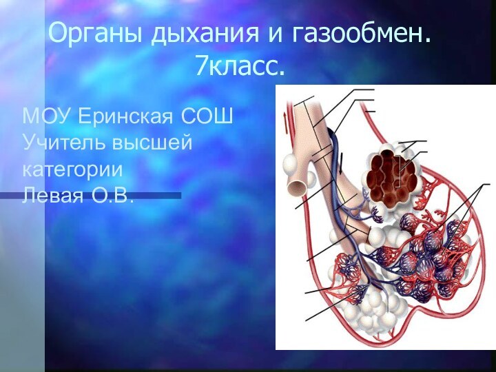 Органы дыхания и газообмен. 7класс.МОУ Еринская СОШ Учитель высшей категорииЛевая О.В.