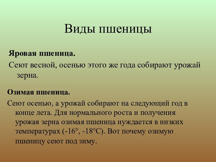 Пшеница доклад 3 класс окружающий мир. Доклад про пшеницу. Сообщение о пшенице 2 класс. Сообщение о пшенице 3 класс. Пшеница доклад 3 класс.