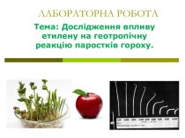 Дослідження впливу етилену на геотропічну реакцію паростків гороху