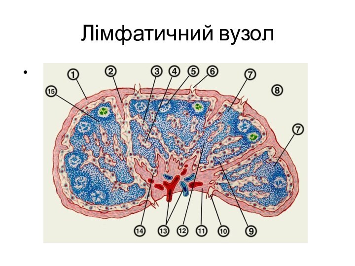 Лімфатичний вузол