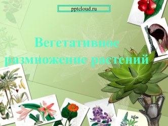 Вегетативное размножение растений