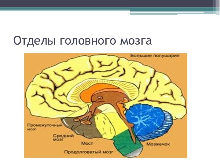 Отделы головного мозга